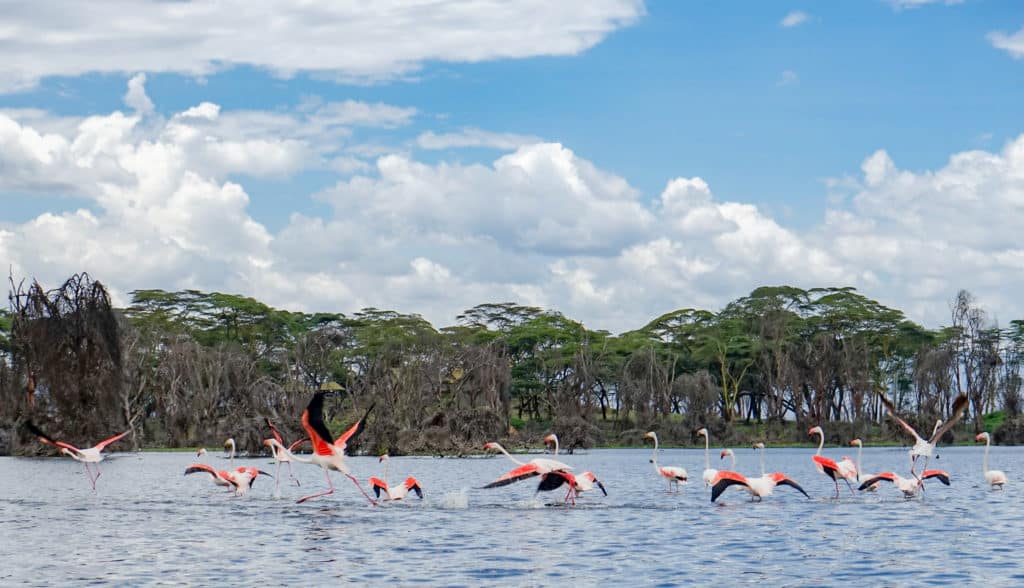 Flamingos an einem See
